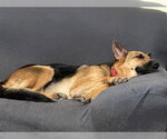 Small German Shepherd Dog