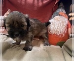 Puppy Marie Shorkie Tzu