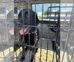 Small #1 Labrador Retriever Mix