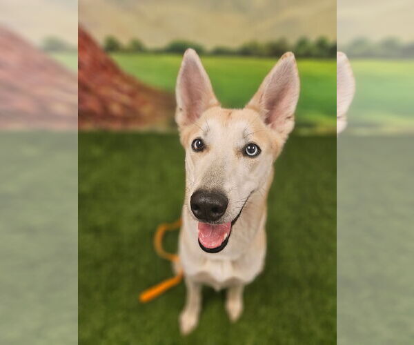 Medium Photo #2 Huskies -Unknown Mix Puppy For Sale in Euless, TX, USA