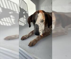 Australian Shepherd-Unknown Mix Dogs for adoption in Houston, TX, USA