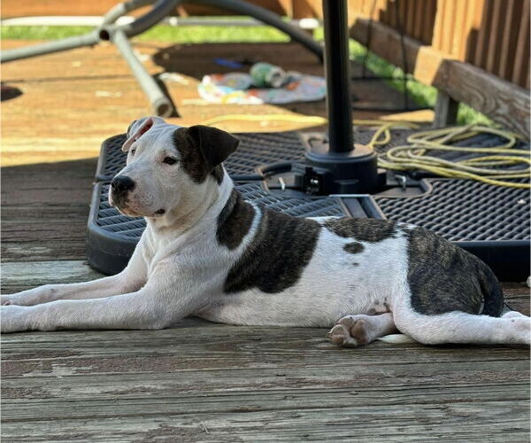 Medium Photo #29 American Pit Bull Terrier-Unknown Mix Puppy For Sale in Germantown, OH, USA