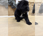 Puppy Roberto Newfoundland
