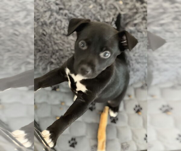 Medium Photo #5 American Pit Bull Terrier-Unknown Mix Puppy For Sale in Dana Point, CA, USA