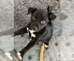 Small #4 American Pit Bull Terrier Mix