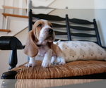 Small Photo #6 Basset Hound Puppy For Sale in CUMMING, GA, USA