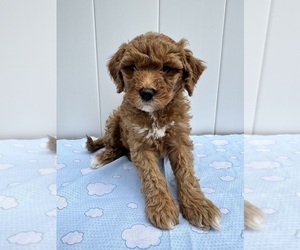 Goldendoodle (Miniature) Puppy for sale in CHESAPEAKE, VA, USA