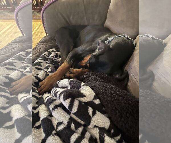 Medium Photo #3 Doberman Pinscher Puppy For Sale in Minneaoplis, MN, USA