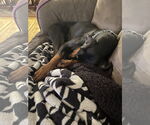 Small #2 Doberman Pinscher