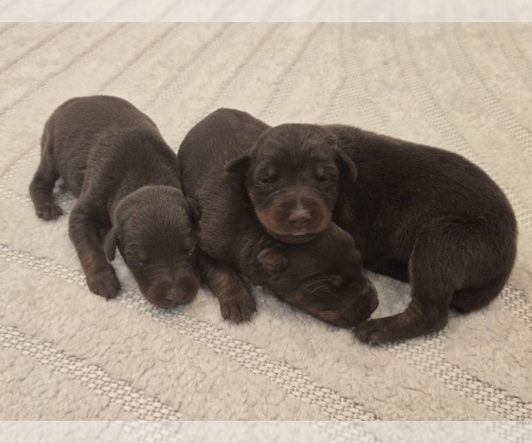 Medium Photo #2 Doberman Pinscher Puppy For Sale in MONROE, NC, USA