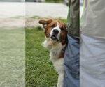 Small #8 Australian Shepherd-Saint Bernard Mix
