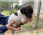 Small Photo #5 German Shorthaired Pointer Puppy For Sale in CUMMING, GA, USA