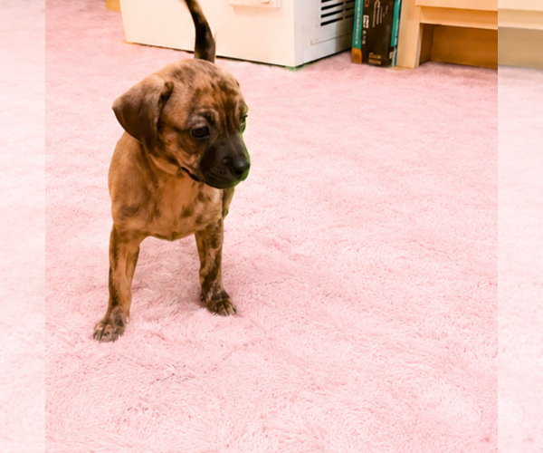 Medium Photo #3 Chug Puppy For Sale in Spring Lake, NC, USA