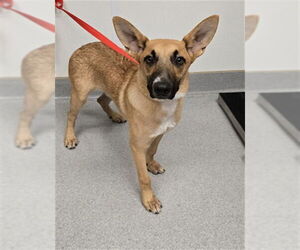 German Shepherd Dog Dogs for adoption in Rancho Cucamonga, CA, USA