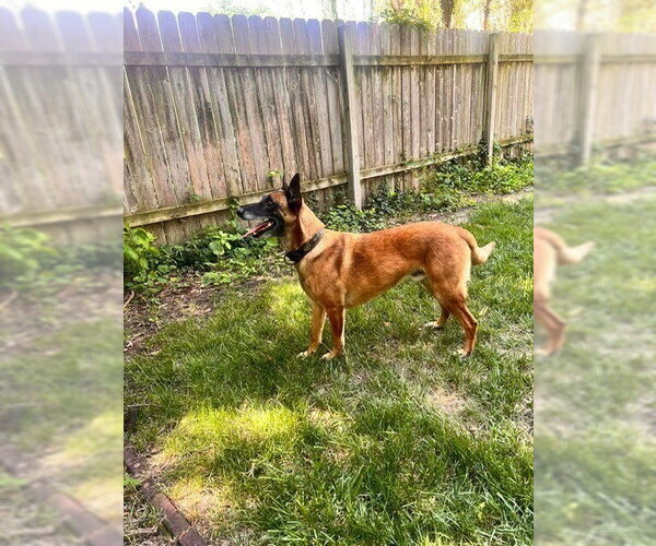 Medium Photo #6 Mutt Puppy For Sale in Imlay City, MI, USA