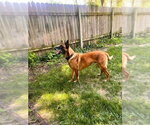 Small #5 Mutt