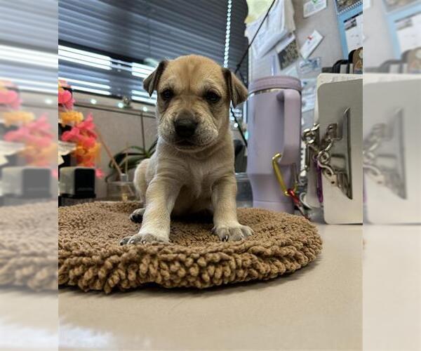 Medium Photo #1 Rottweiler-Siberian Husky Mix Puppy For Sale in Stockton, CA, USA