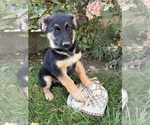 Darcy - Female German Shepherd Dog Puppy for Sale - Photo #2