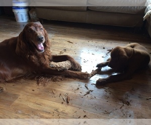 Mother of the Irish Setter puppies born on 06/10/2026