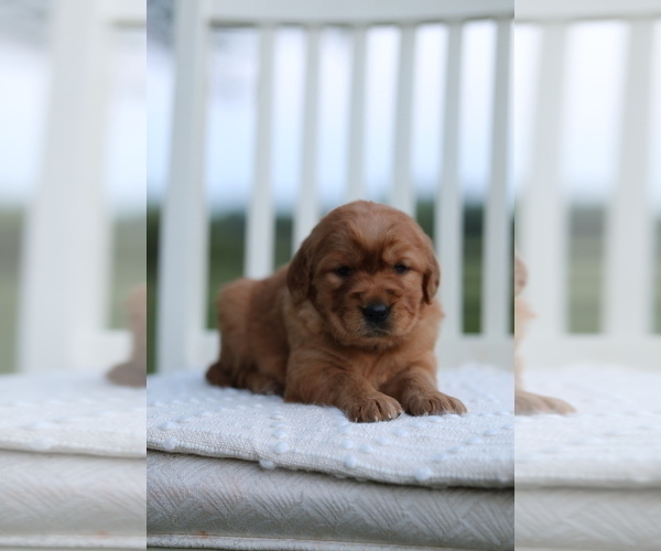 Medium Photo #4 Golden Retriever Puppy For Sale in FREDONIA, KY, USA
