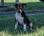 Image preview for Ad Listing. Nickname: Litter of 8