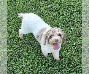 Poodle (Miniature) Dogs for adoption in Lee's Summit, MO, USA