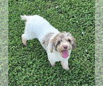 Small Poodle (Miniature)