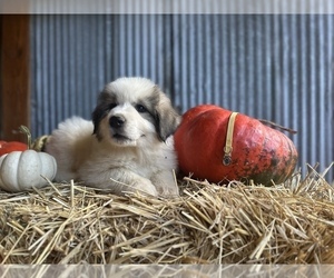 Great Pyrenees Puppy for Sale in LUTTRELL, Tennessee USA