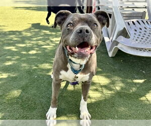 Mutt Dogs for adoption in Martinez, CA, USA