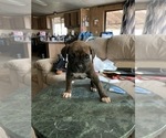Small Photo #4 Boxer Puppy For Sale in SHELTON, WA, USA