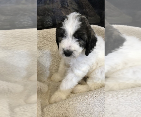 Medium Photo #1 Pyredoodle Puppy For Sale in DACULA, GA, USA