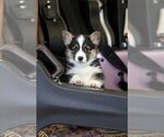 Small #9 Pembroke Welsh Corgi