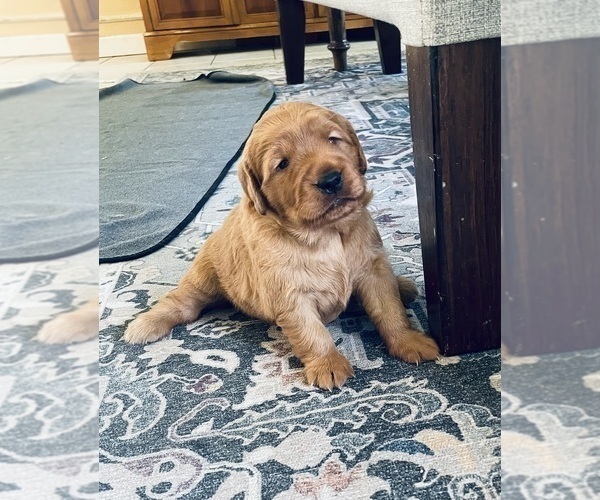 Medium Photo #24 Golden Retriever Puppy For Sale in BEDFORD, TX, USA