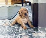 Small #23 Golden Retriever