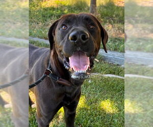 Labrador Retriever-Unknown Mix Dogs for adoption in Woodland, CA, USA