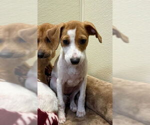 Chiweenie Dogs for adoption in Jefferson, NJ, USA