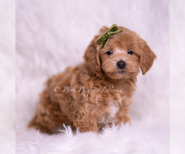 Medium Photo #4 Maltipoo (Miniature) Puppy For Sale in WARSAW, IN, USA