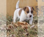 Puppy Teddy Jack Russell Terrier