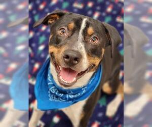 Labrador Retriever-Unknown Mix Dogs for adoption in Fairbanks, AK, USA