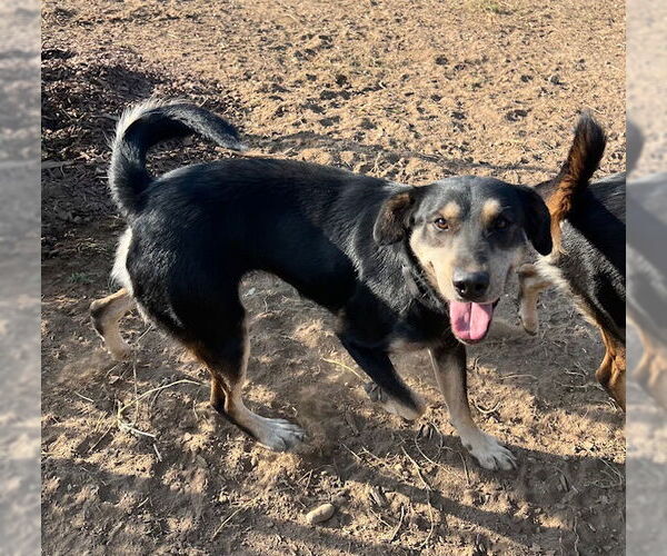 Medium Photo #3 Labrador Retriever-Unknown Mix Puppy For Sale in Alturas, CA, USA