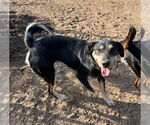 Small #2 Labrador Retriever Mix