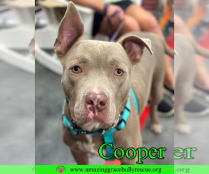 American Pit Bull Terrier-Unknown Mix Dogs for adoption in Pensacola, FL, USA