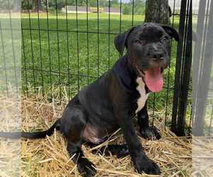 American Pit Bull Terrier-American Staffordshire Terrier Mix Dogs for adoption in Wenonah, NJ, USA