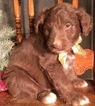 Small Photo #8 Aussiedoodle Puppy For Sale in ARBA, IN, USA