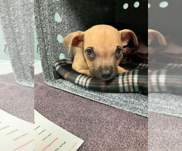 Medium Photo #1 Mutt Puppy For Sale in New York, NY, USA