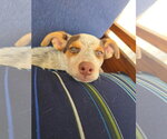 Small #3 Mutt
