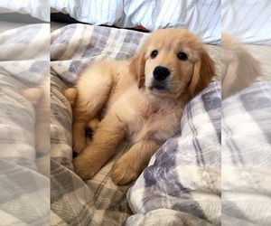 Golden Retriever Puppy for sale in DENVER, CO, USA