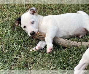 Jack Russell Terrier Puppy for sale in STATESVILLE, NC, USA