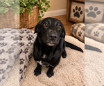 Edith - Female Borador Dog for Adoption - Small photo