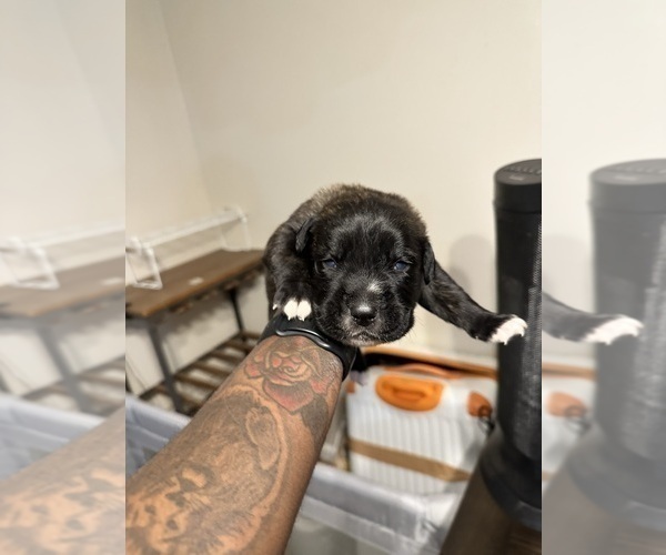 Medium Photo #51 Cane Corso-Saint Bernard Mix Puppy For Sale in LIVERMORE, CA, USA